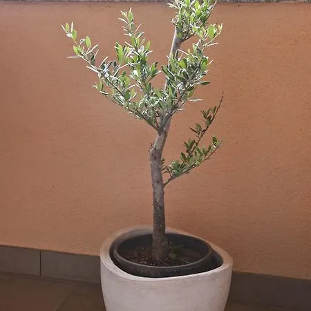 Pensiune Irena Gregov Mošćenička Draga